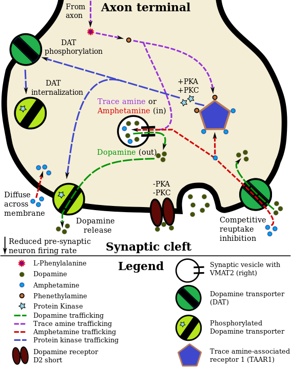 TAAR1-Dopamine