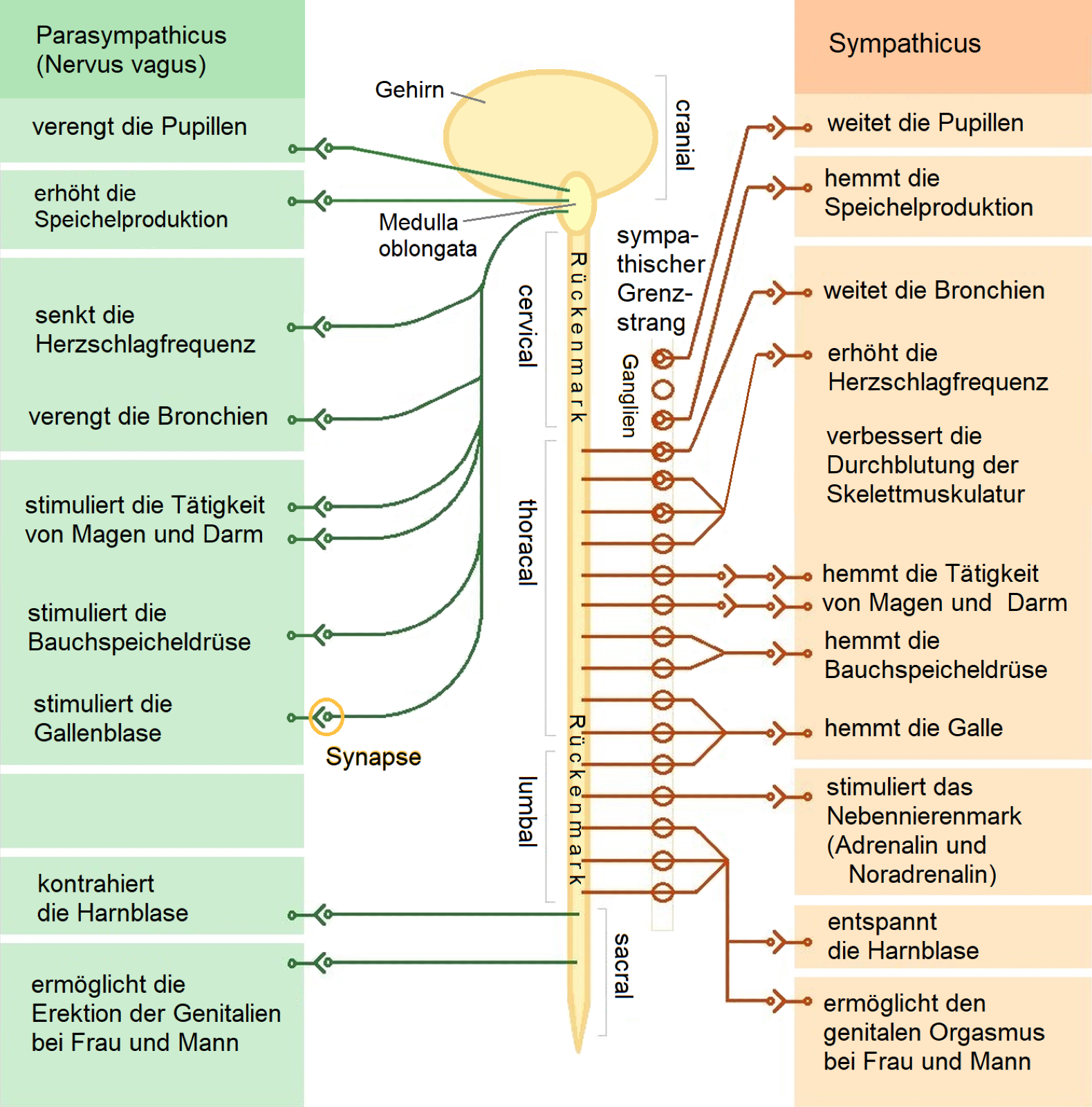 Das-vegetative-Nervensystem